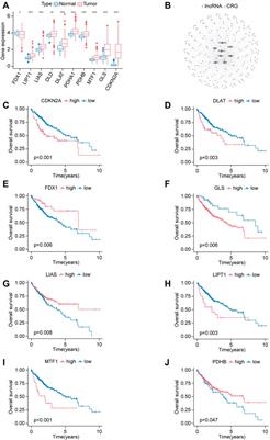 An integrative analysis revealing cuproptosis-related lncRNAs signature as a novel prognostic biomarker in hepatocellular carcinoma